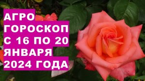 Агрогороскоп с 16 по 20 января 2024 года. Agrohoroscope from January 16 to January 20, 2024