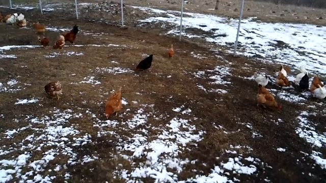 покупка кур молодок .как вас обманывают на рынке смотреть онлайн