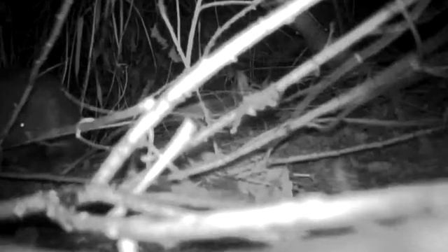 Бобр обратно смотреть онлайн