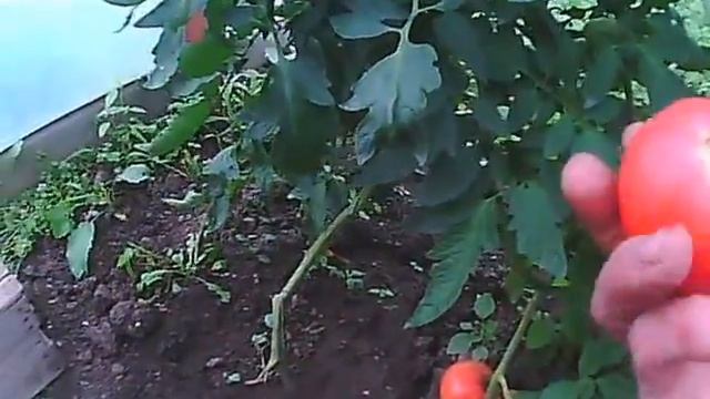 розовые помидоры разные смотреть онлайн