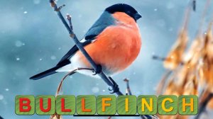 Learn to read and save the animals 14 на английском!