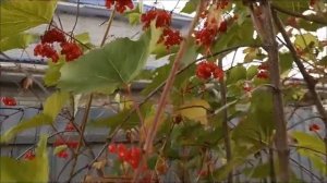 Калину сажать за забором.