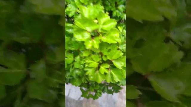 маленьке дерево, яке очищає повітря