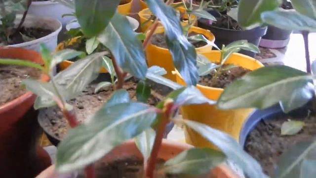 Осень Сибирь.Югорск. Катарантус готовим к зиме. смотреть онлайн