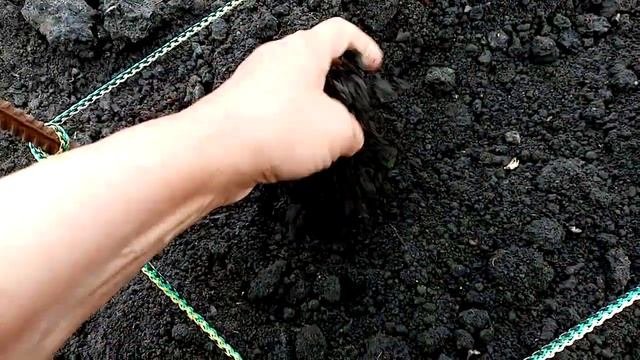 Как Выращиваю Грецкий ОРЕХ. Посадка Проросшей Косточки Грецкого ОРЕХА в Открытый Грунт  15 мая 2021