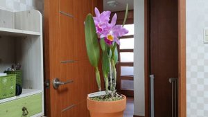 Cattleya eldorado. Описание и уход.