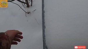 7 февраля 2023. Как зимуют пчелы Бакфаст на улице в деревянных ульях с глухим дном. Положение клуба