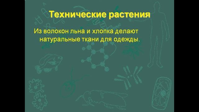 Значение растений и их охрана смотреть онлайн