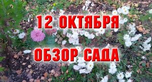 12 октября. Обзор сада.mp4
