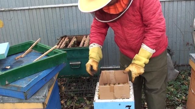 Зимовка пчел в нуклеусах. Подготовка гнезда и пересадка минисемейки смотреть онлайн