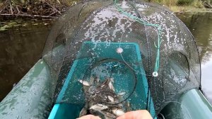 Рыбалка на Зонтик! Как и Чем Наловить, Заготовить Живца на зиму!!!