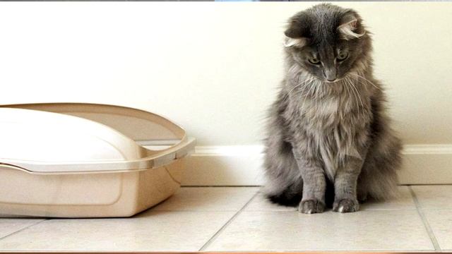 Почему кошка чешется | 5 причин