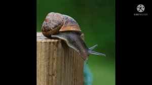 Враги улиток в дикой природе. Сколько живёт улитка и продолжительность жизни.