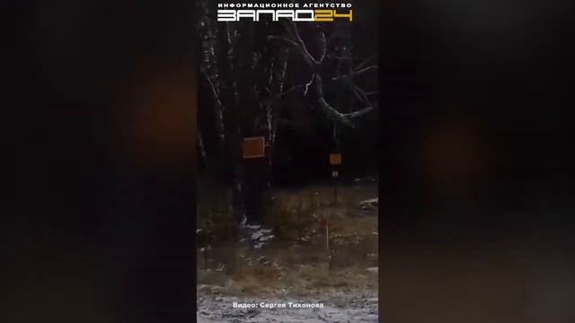 Медведь гуляет по посёлку смотреть онлайн