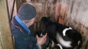 шесть сосков хороший признак для будущей коровы.