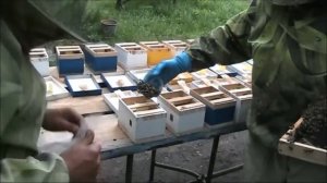 вывод маток 3часть