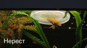 Нерест торакатумов от А до Я /Легко и просто