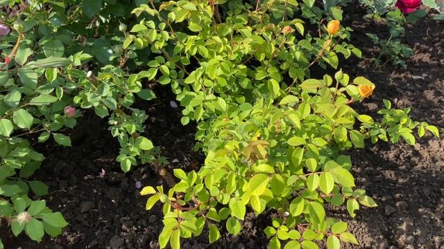 Тёплый домик для роз. Экспериментальное укрытие. смотреть онлайн