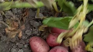 картофель.3 Сорта:Джувел, изюминка, фламинго.