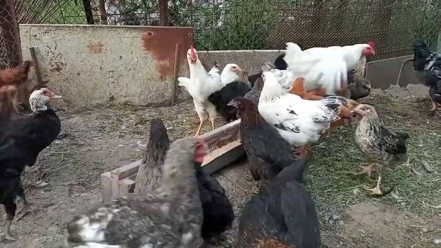 Чем кормлю цыплят Повторное глистование цыплят Уткам лафа в курятнике с цыплятами