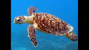 Морские черепахи — Sea turtles