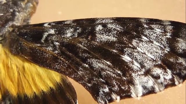 БРАЖНИКИ: 52. Isognathus excelsior