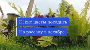 Какие цветы посадить на рассаду в декабре дома