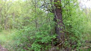 Заброшенная деревня часть№3,что я увидел в деревне и с чем столкнулся..