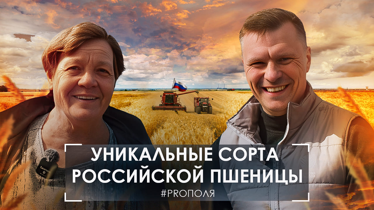 Новые сорта озимой пшеницы от  @betaren_   Селекция, селекционеры и сортоиспытания. #proполя апрель*