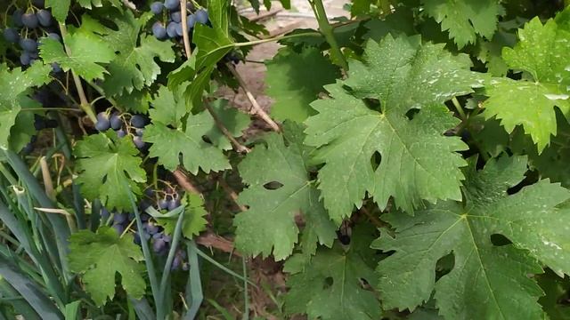 Смотреть Всем!!! Формы винограда Ромбик и Перцовый черный . на 15 июля ,2021 год смотреть онлайн