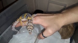 Эублефар привыкает к рукам