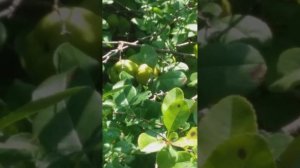 Как правильно собирать плоды хеномелеса, и с чем его едят.