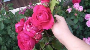 Ruban Rouge, Меян 2014! ЦВЕТЕЛИНА РОМАНТИКА! По просьбам мои дорогих и любимых подписчиков!