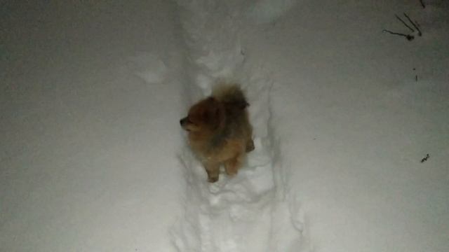 БУБЛИК ШПИЦ ГЛАВНЫЙ ИНЖЕНЕР ПОГОДА ТАКАЯ ХОРОШАЯ ЛЮДИ НЕ ПРИЯТНЫЕ БЕСЯТ ПОЙДЁМ КОГО-НИБУДЬ ПОКУСАЕМ смотреть онлайн