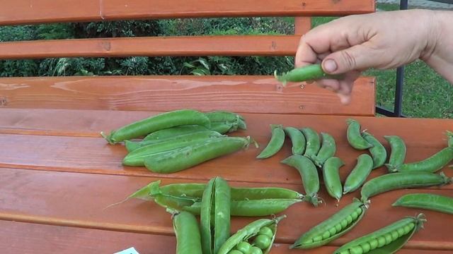 СРАВНЕНИЕ СОРТОВ ЗЕЛЕНОГО ГОРОХА смотреть онлайн