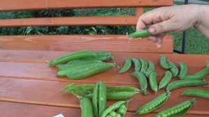 СРАВНЕНИЕ  СОРТОВ ЗЕЛЕНОГО ГОРОХА