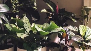 Marantaceae Time-lapse | Ep.7 Maranta Leuconeura 'Kerchoveana' Playing Piano