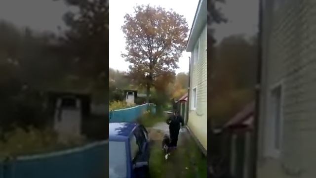 Валка дерева с корня целиком, Клён 45 см  в диаметре