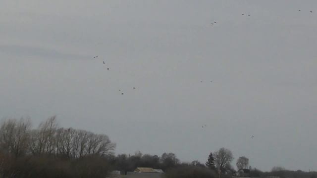 весенний перелет уток смотреть онлайн