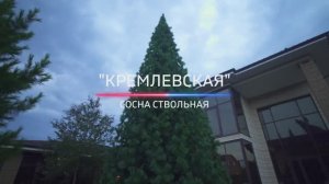 Сосна ствольная "КРЕМЛЕСКАЯ"