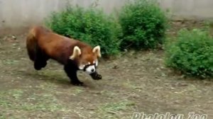 Red Panda 2010 速いぞメイファ２ @ 市川市動植物園