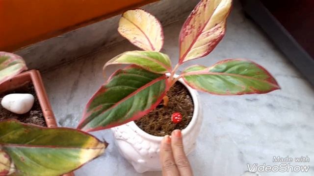 How to grow lipstick aglaonema plant|lipstick Aglaonema|Siam Aurora|Firecracker plant|Aglaonema смотреть онлайн