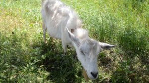 Смешная коза Видео для детей