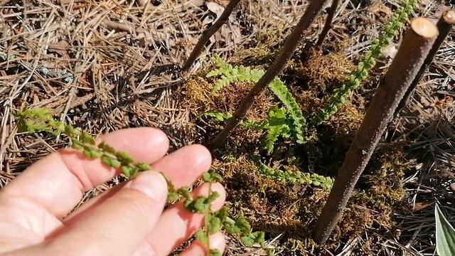 Кочедыжник Женский Фризелли (Athyrium filix-femina Frizellia), кто отгрызает вайи??? Май 2023
