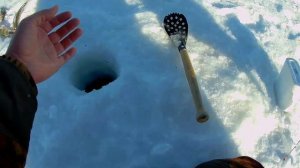 Попал на раздачу окуней, даже крючки ломаются на мормышке. Ловля окуня в конце марта. Часть первая