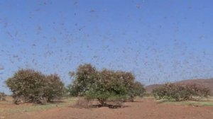 Нашествие саранчи: что движет полчищами насекомых?