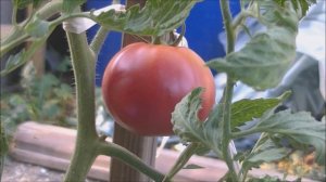 🍅TOMATE Rose de Berne🍅