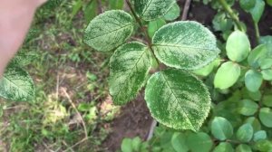 Белокрылка на розах. Что делать?