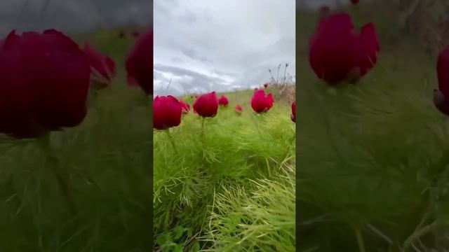 Дикие пионы в Крыму