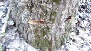 Вносим зерновой мицелий в лесу на сухое дерево (пенек).